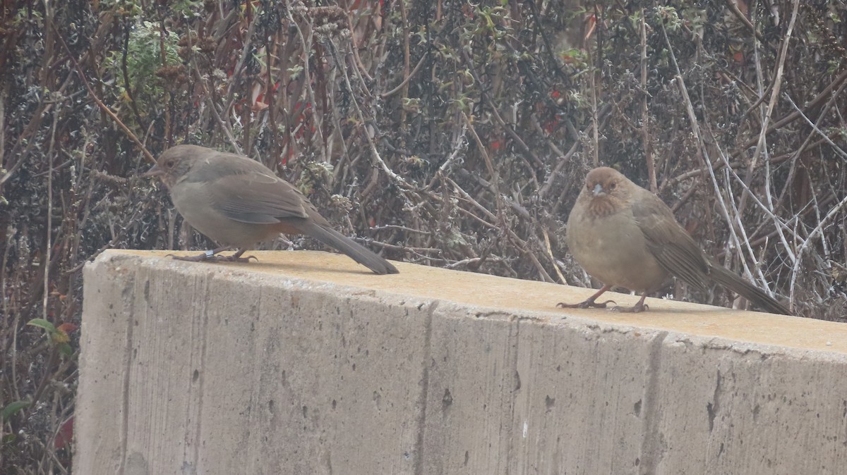 California Towhee - ML642868337