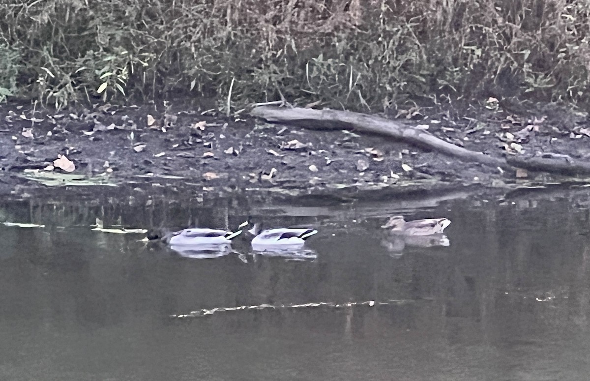 Mallard - ML642868340