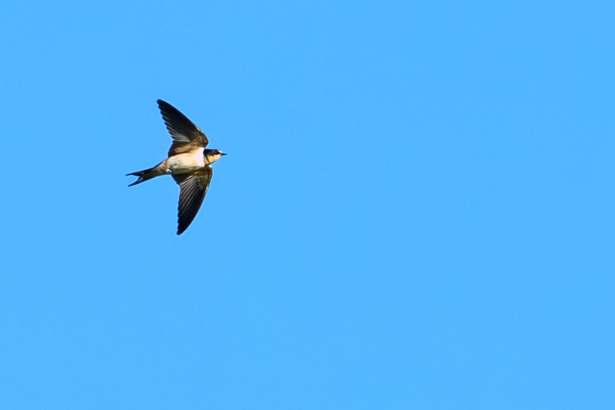 Barn Swallow - ML642868344