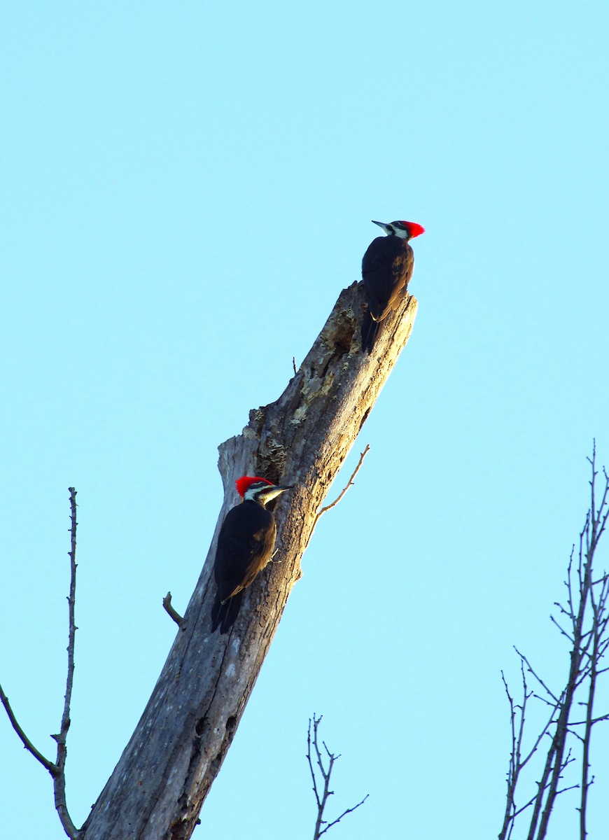 Pileated Woodpecker - ML642868346