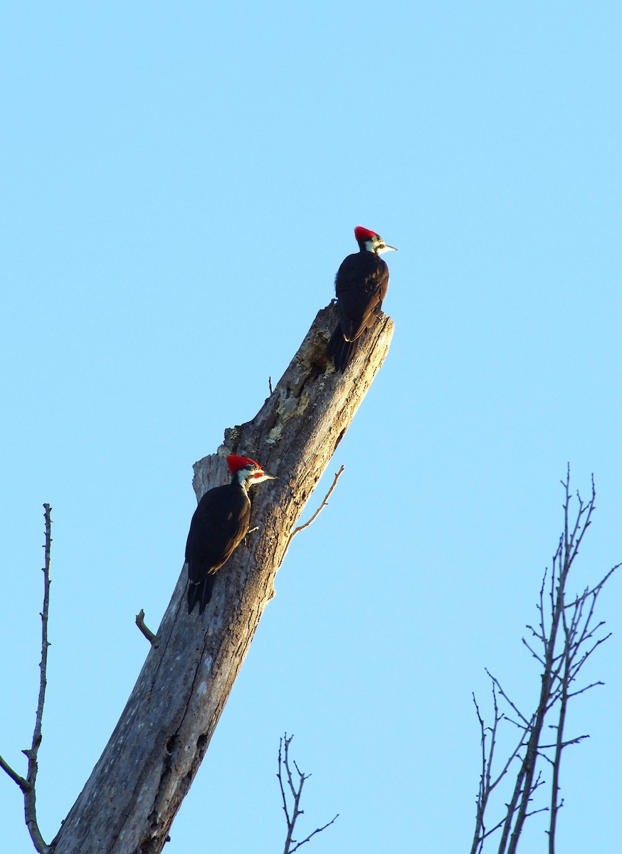 Pileated Woodpecker - ML642868347
