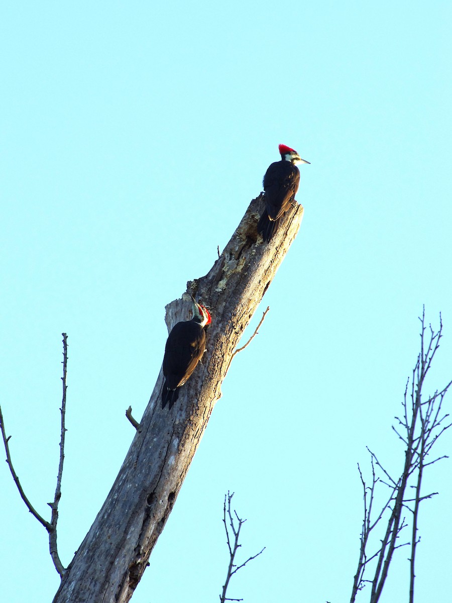 Pileated Woodpecker - ML642868348