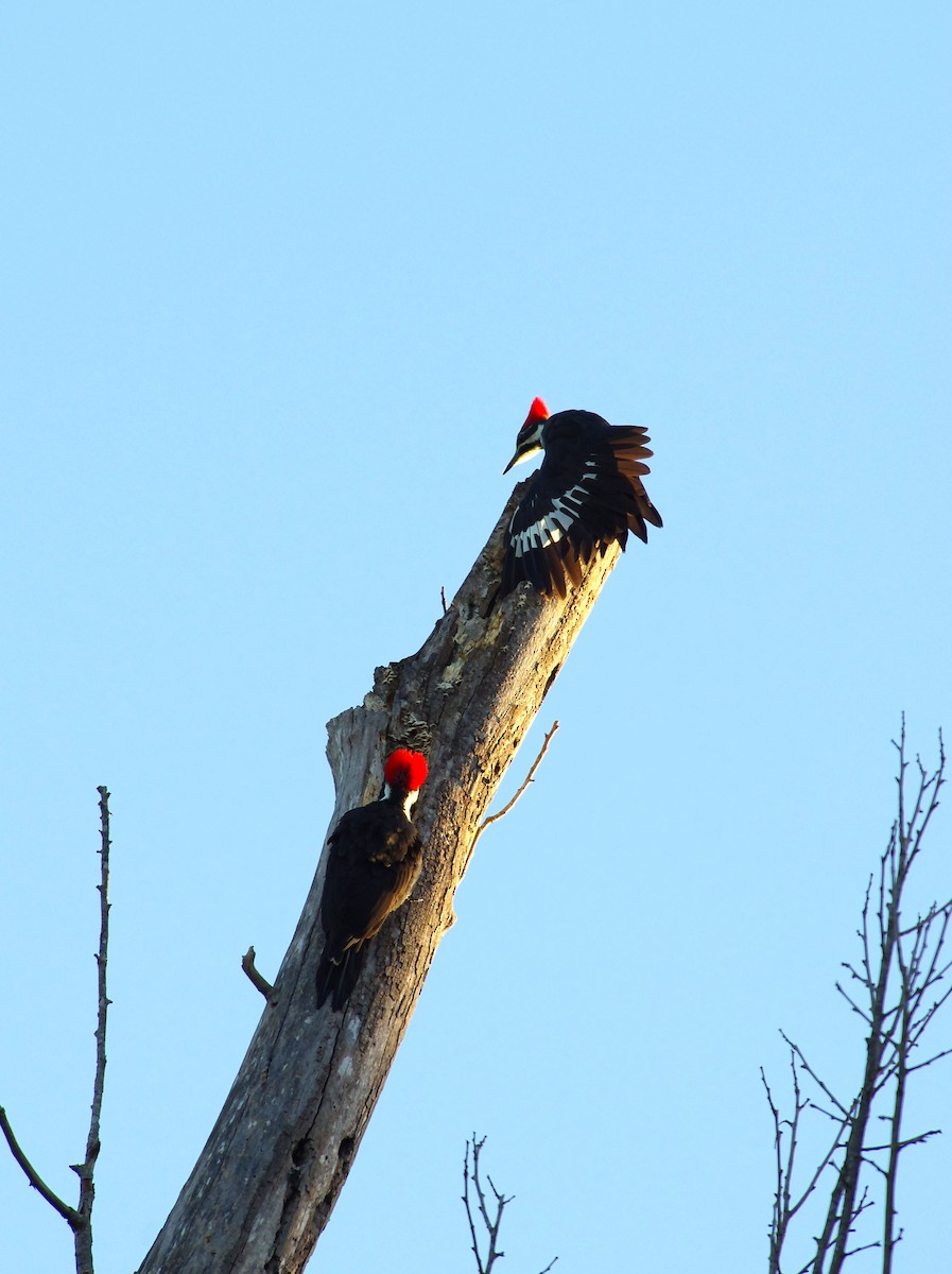 Pileated Woodpecker - ML642868350
