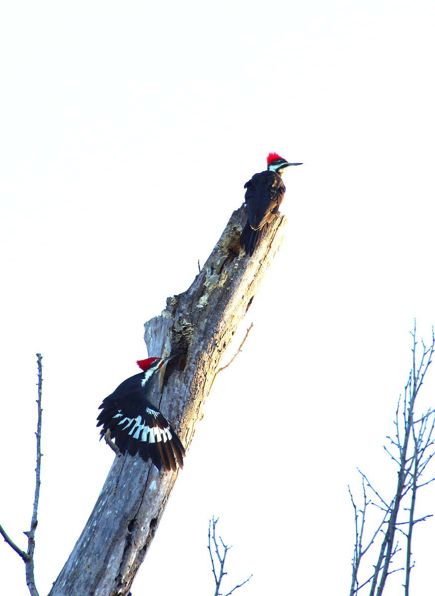 Pileated Woodpecker - ML642868351