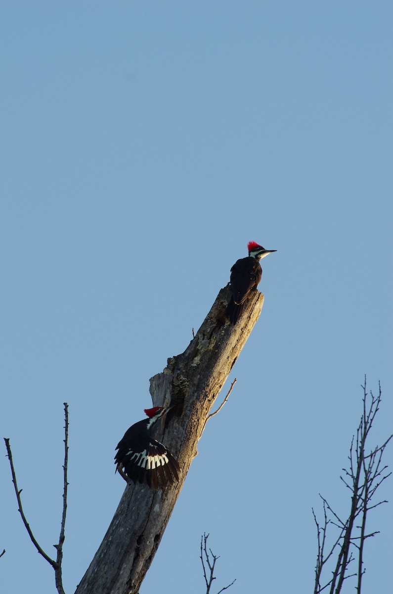 Pileated Woodpecker - ML642868352