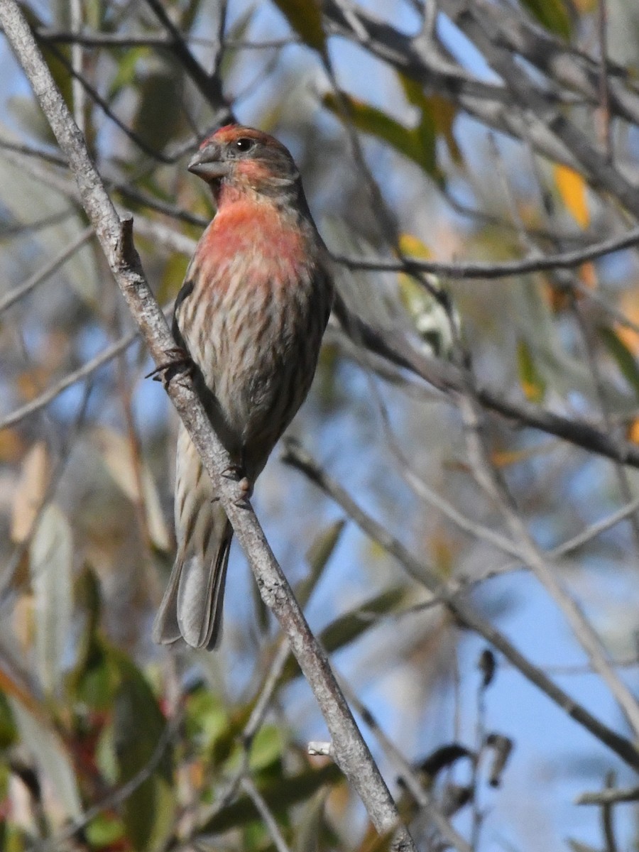 House Finch - ML642868358