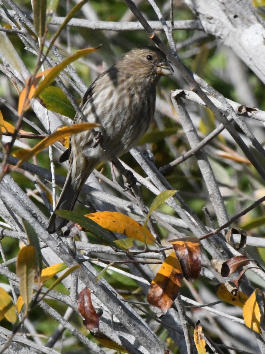 House Finch - ML642868360