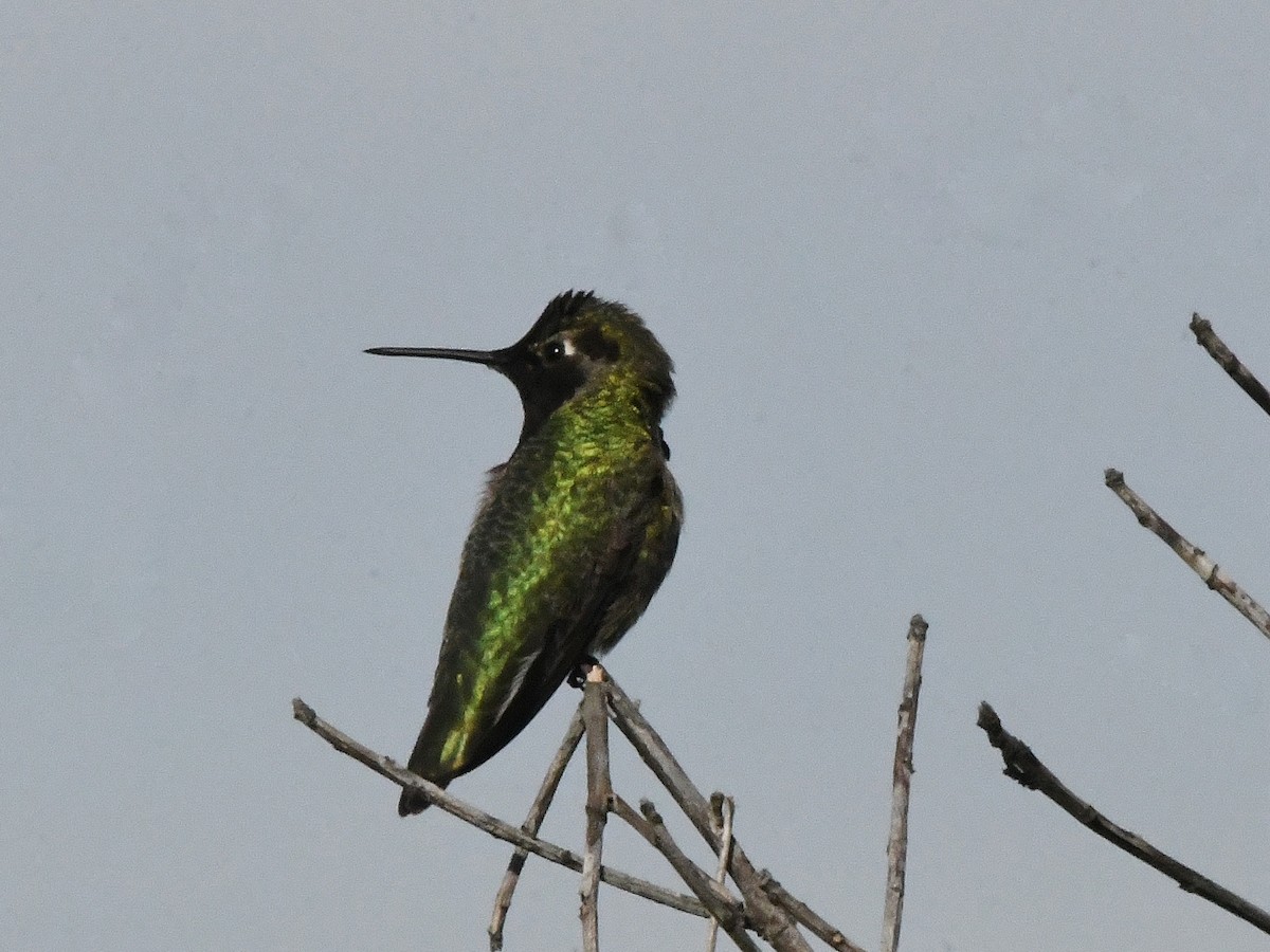 Anna's Hummingbird - ML642868361