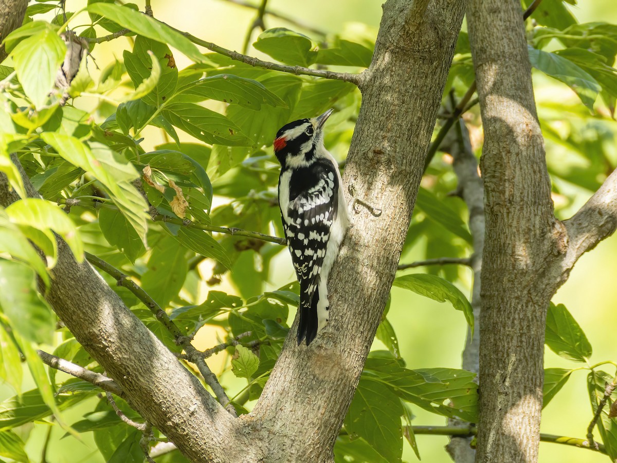 Downy Woodpecker - ML642868364