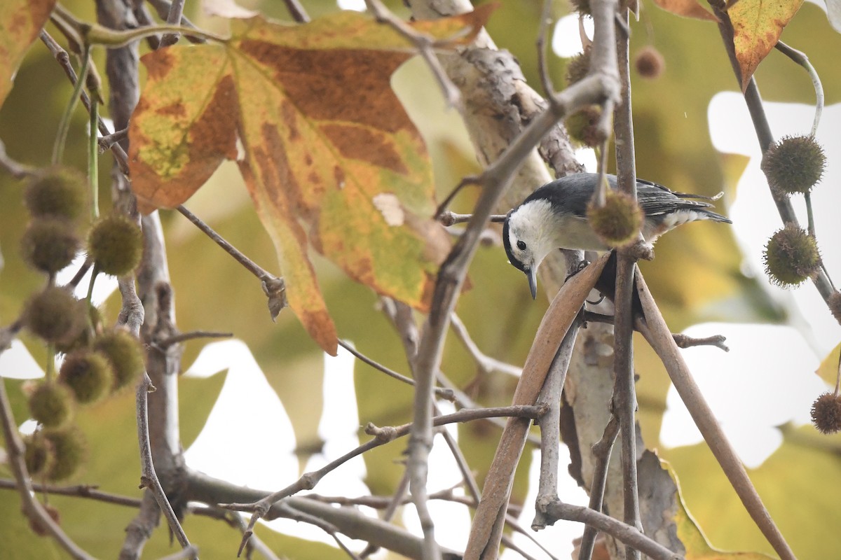 White-breasted Nuthatch - ML642868368