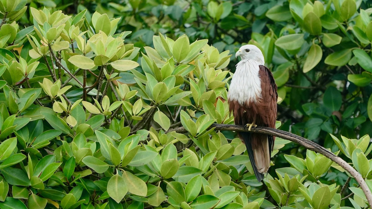 Brahminy Kite - ML642868369