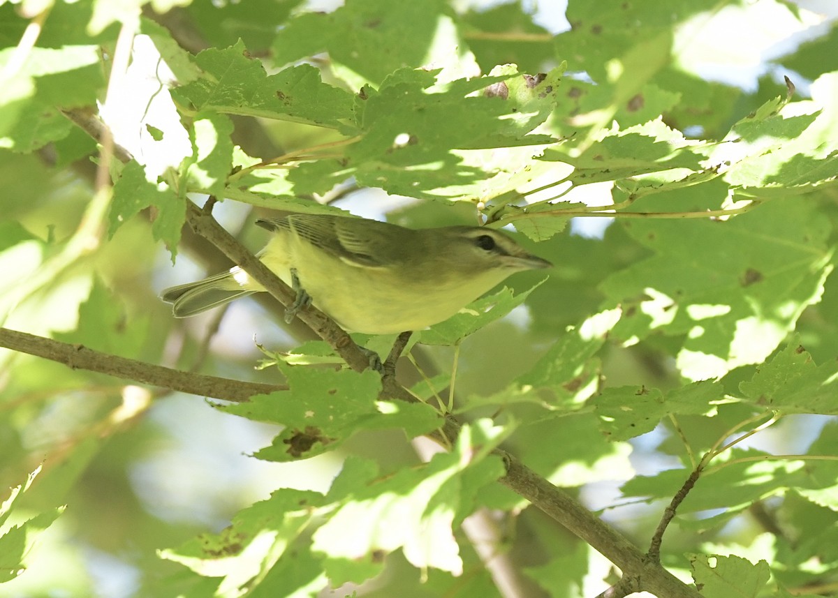 Philadelphia Vireo - ML642868372
