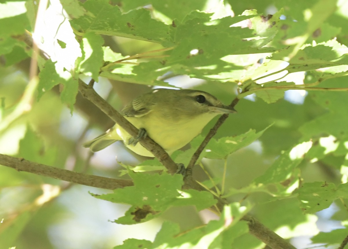 Philadelphia Vireo - ML642868373