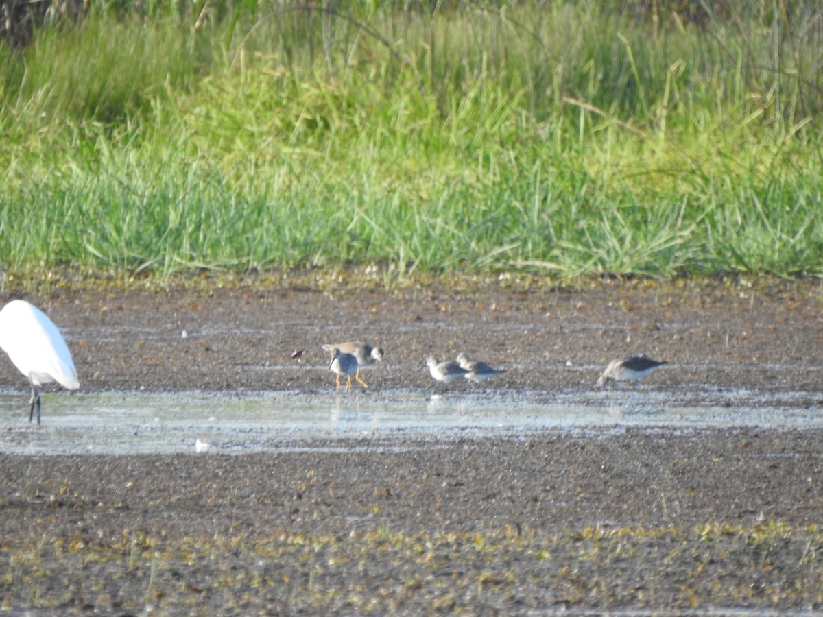 Stilt Sandpiper - ML642868387