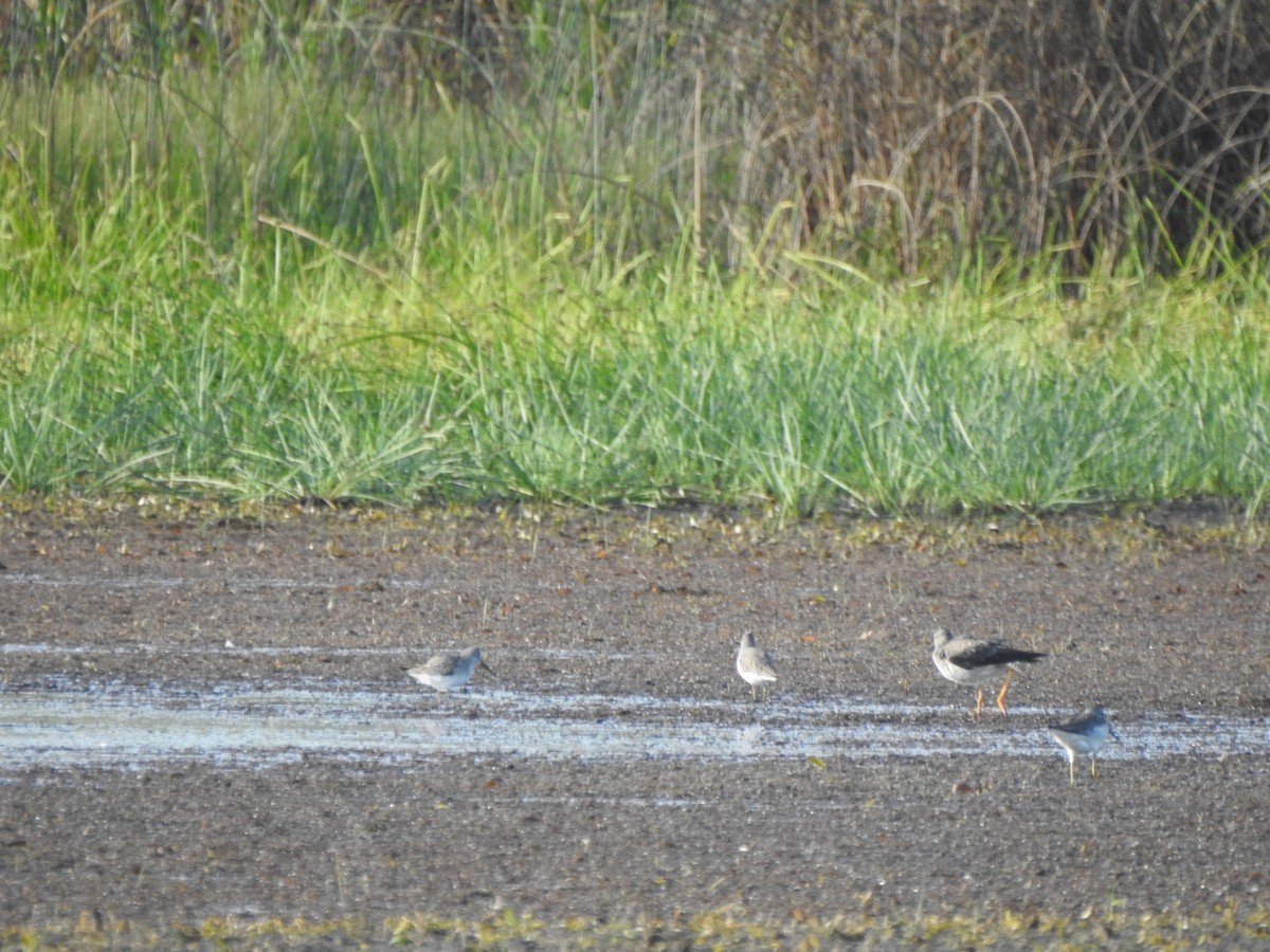 Stilt Sandpiper - ML642868388