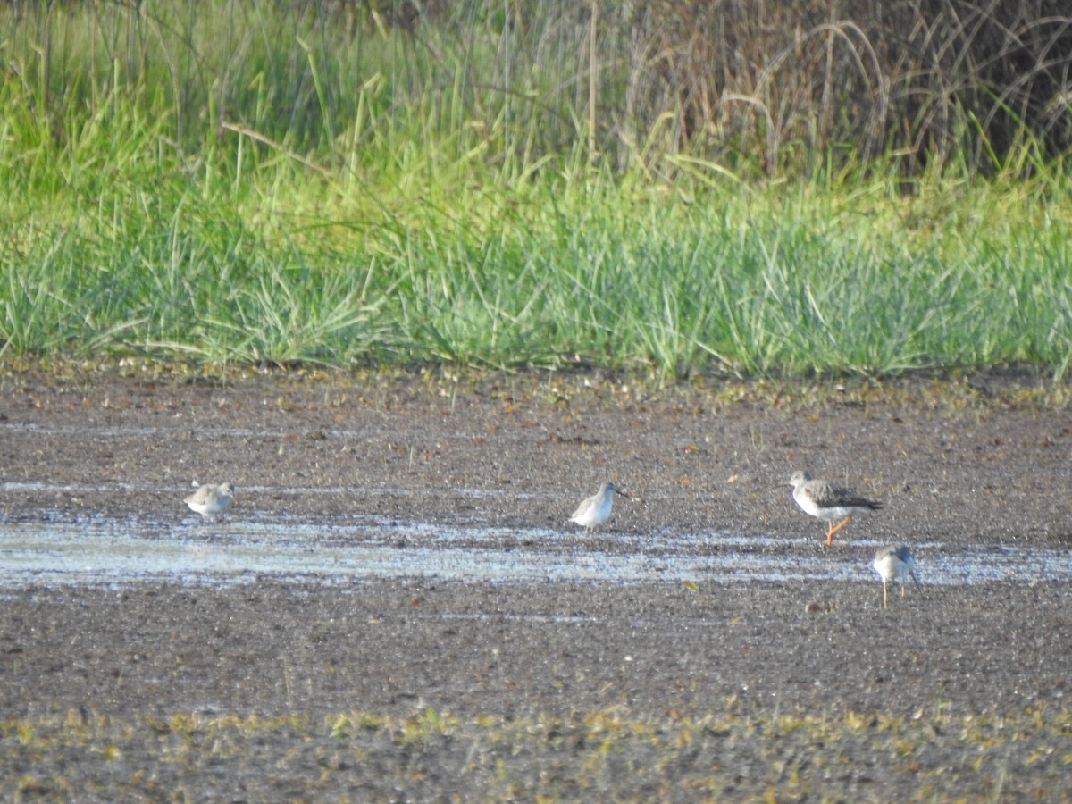 Stilt Sandpiper - ML642868389