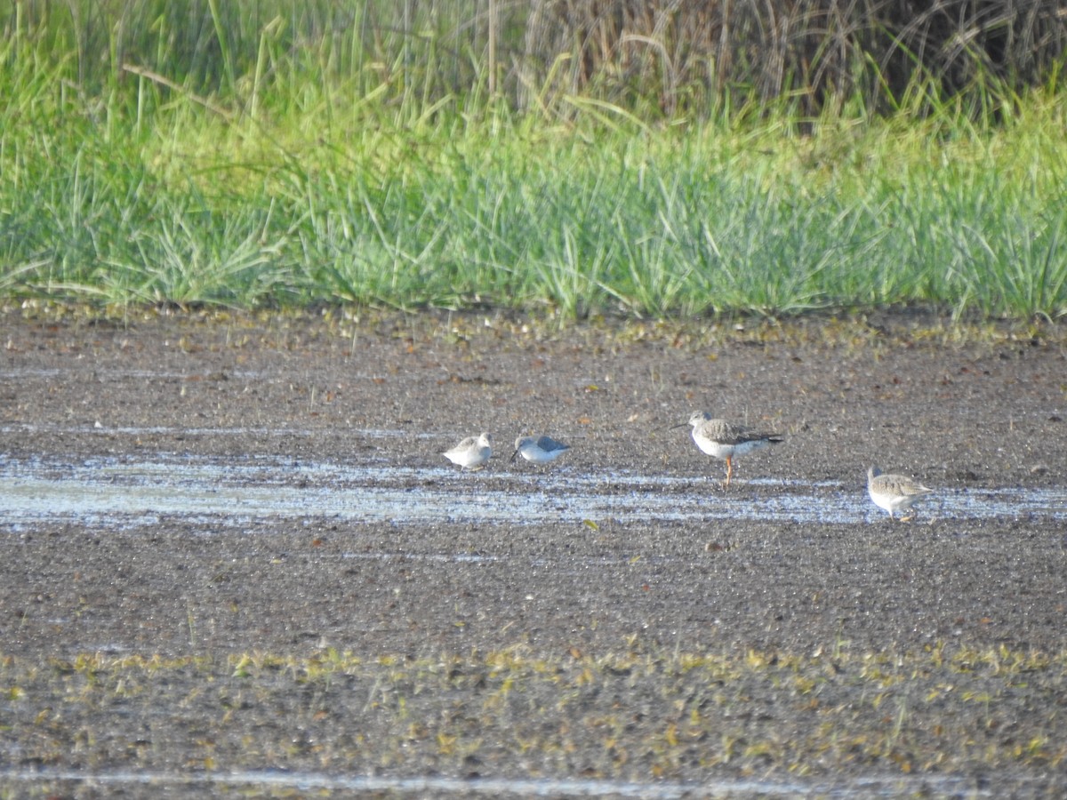 Stilt Sandpiper - ML642868390