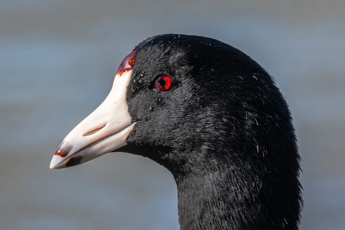 American Coot - ML642868392