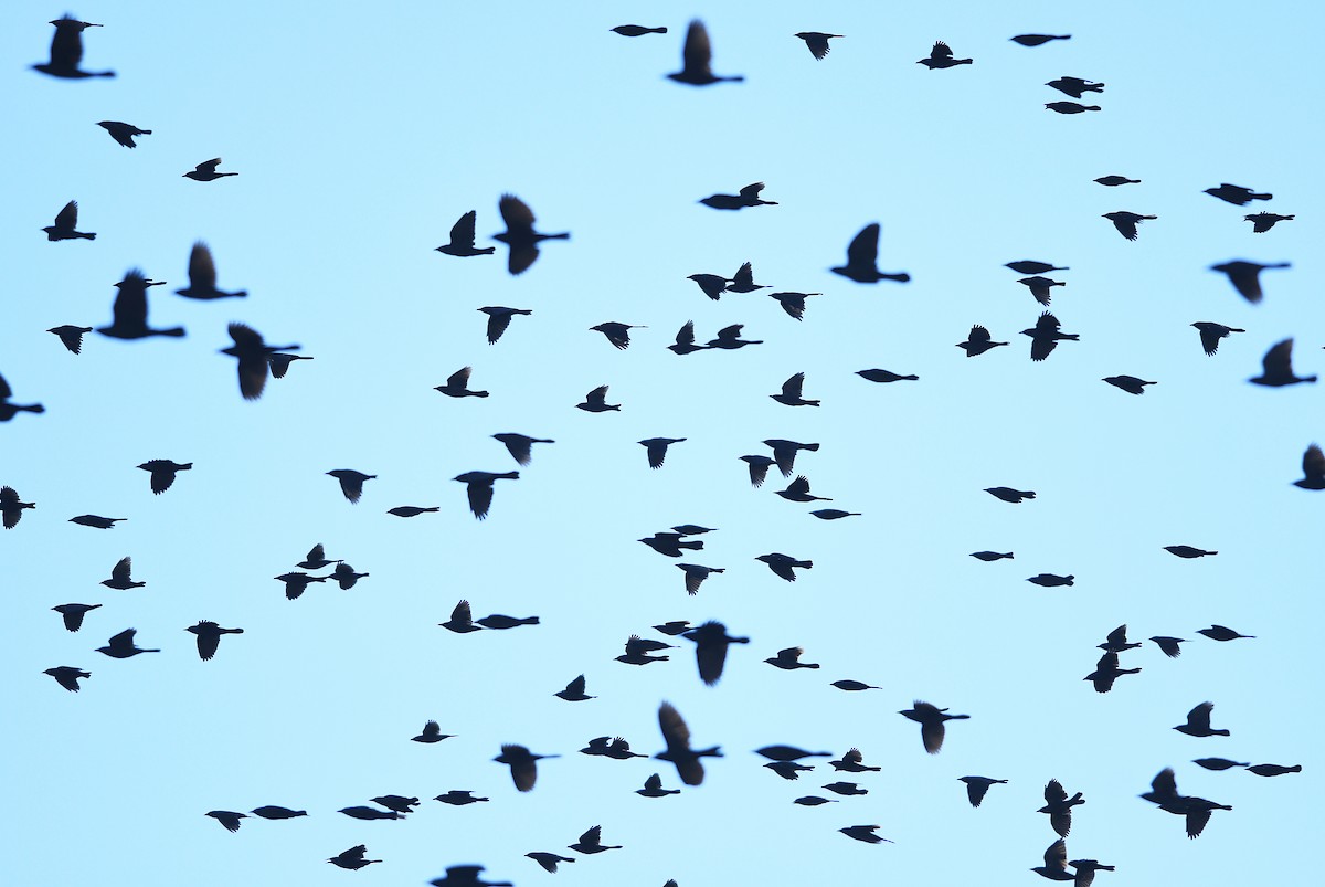 Common Grackle - ML642868408