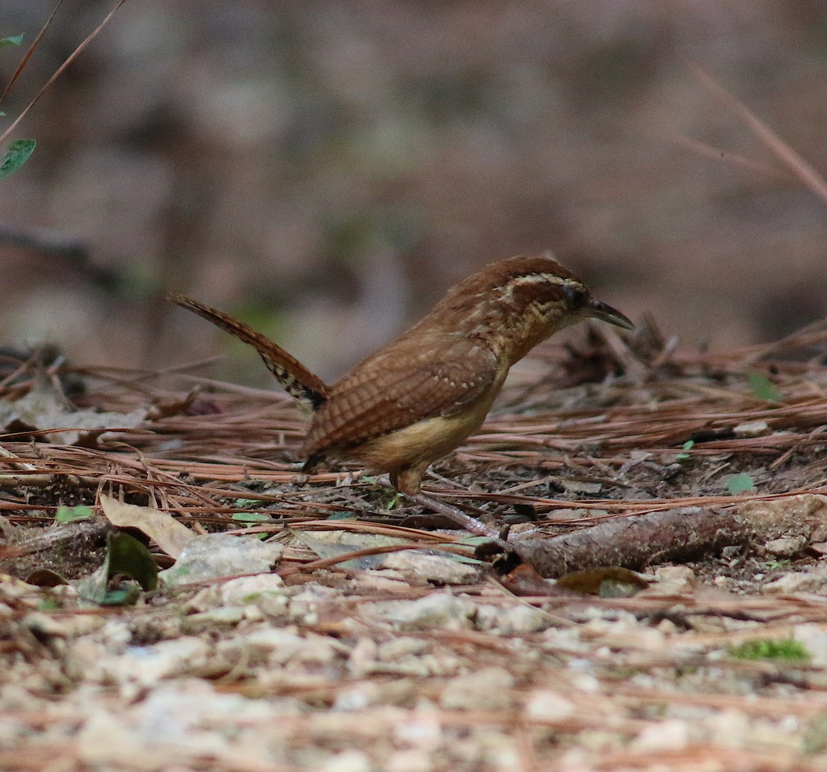 Carolina Wren - ML64286841