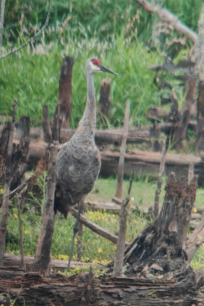 Sandhill Crane (Greater) - ML642868411