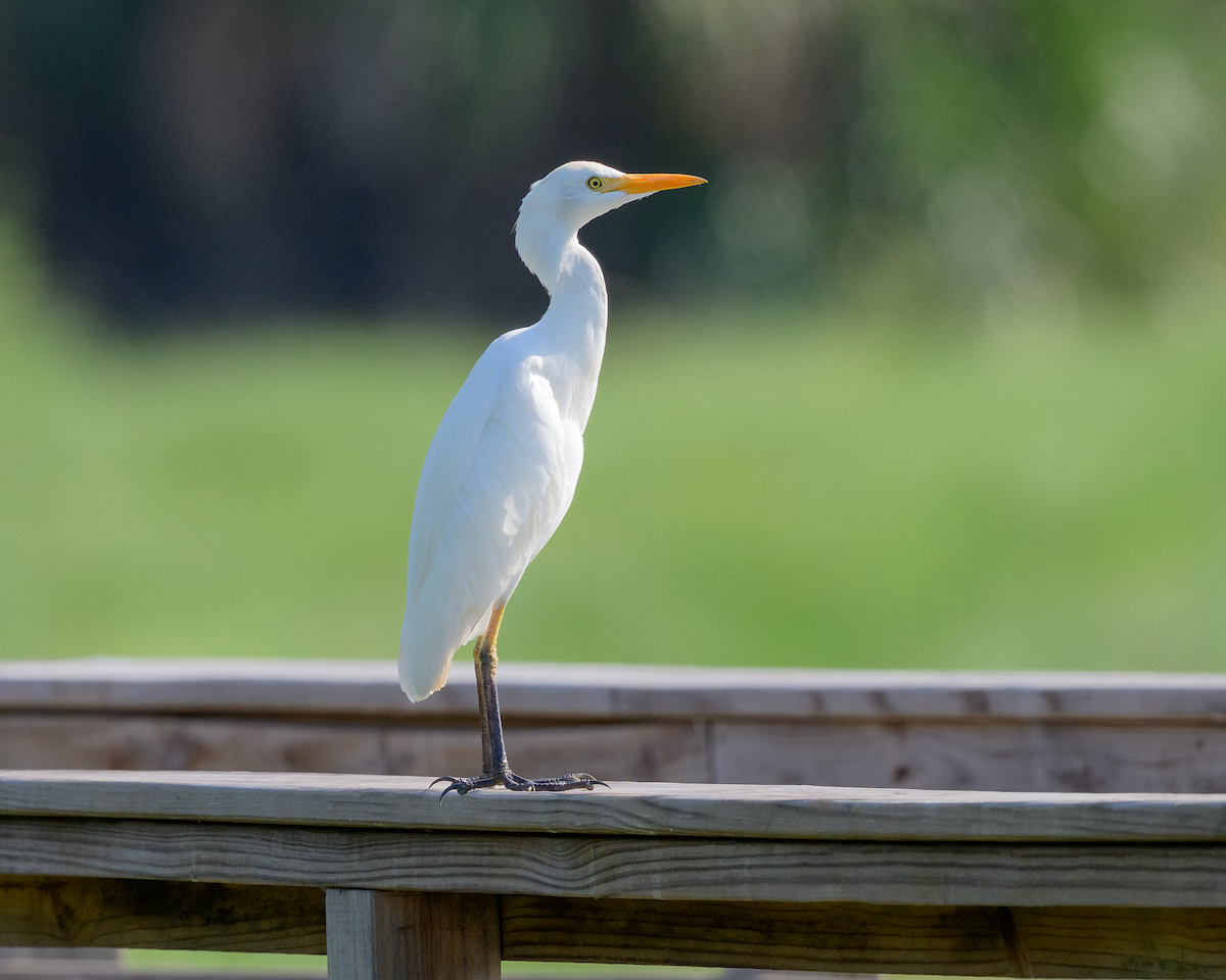 Western Cattle-Egret - ML642868415