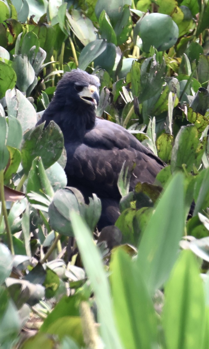 Great Black Hawk - ML642868425