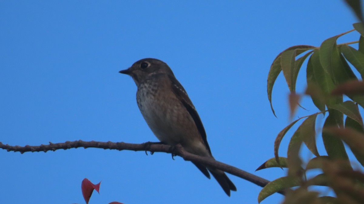 Dark-sided Flycatcher - ML642868434