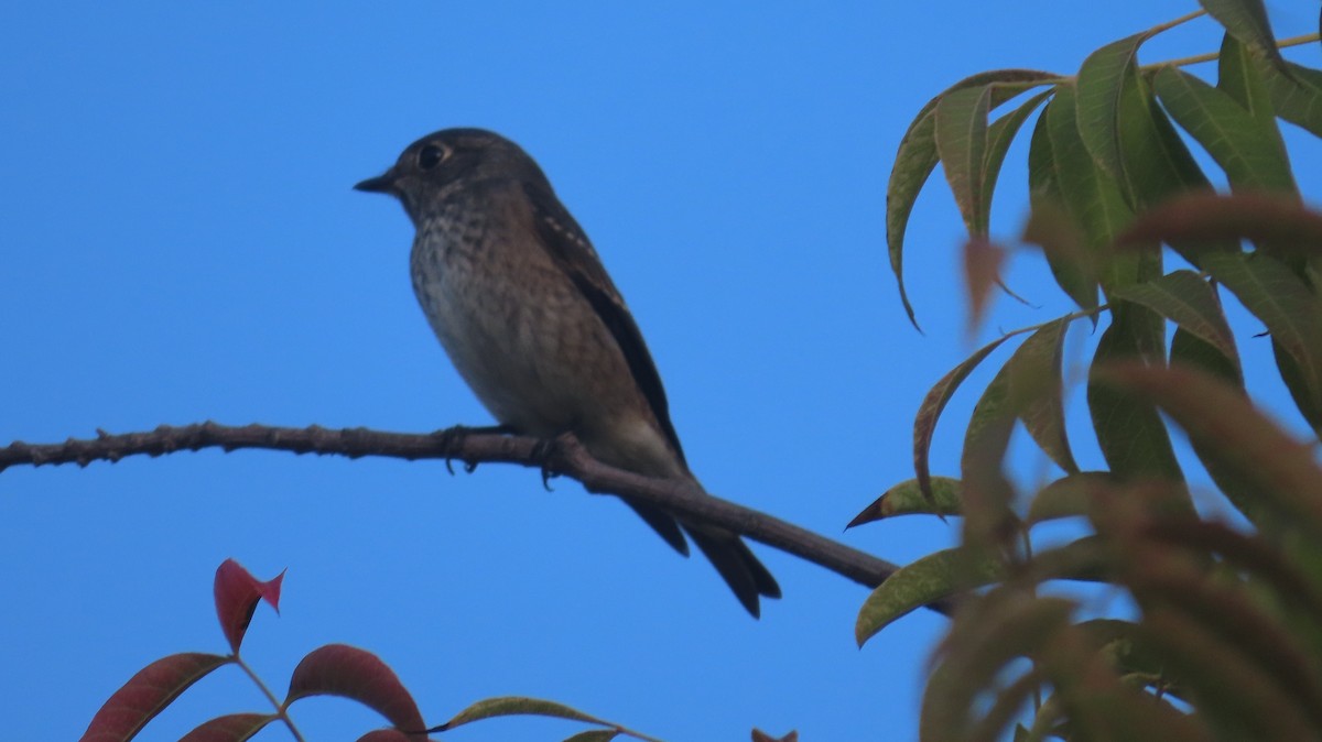 Dark-sided Flycatcher - ML642868435
