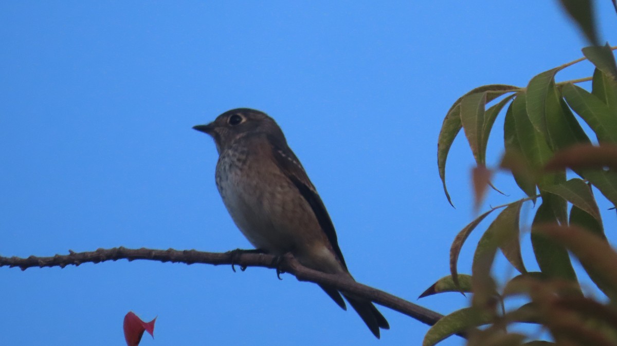 Dark-sided Flycatcher - ML642868436