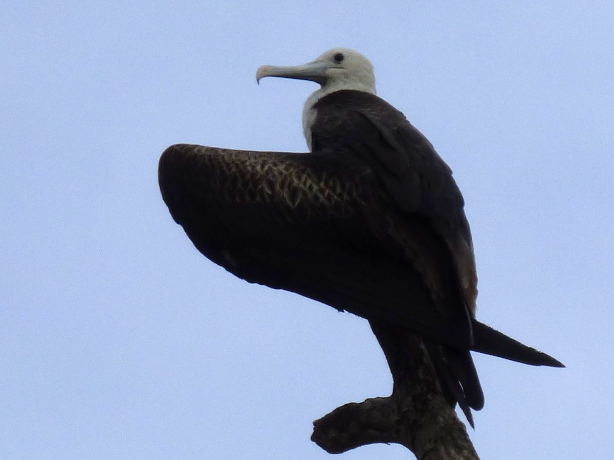 Magnificent Frigatebird - ML642868445