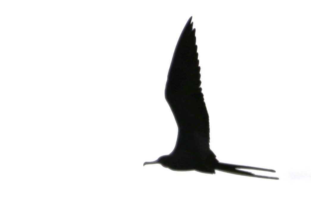 Magnificent Frigatebird - ML642868446
