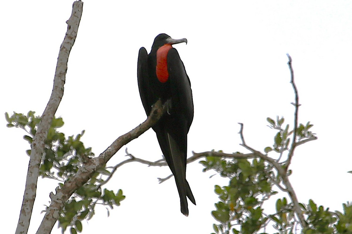 Magnificent Frigatebird - ML642868448