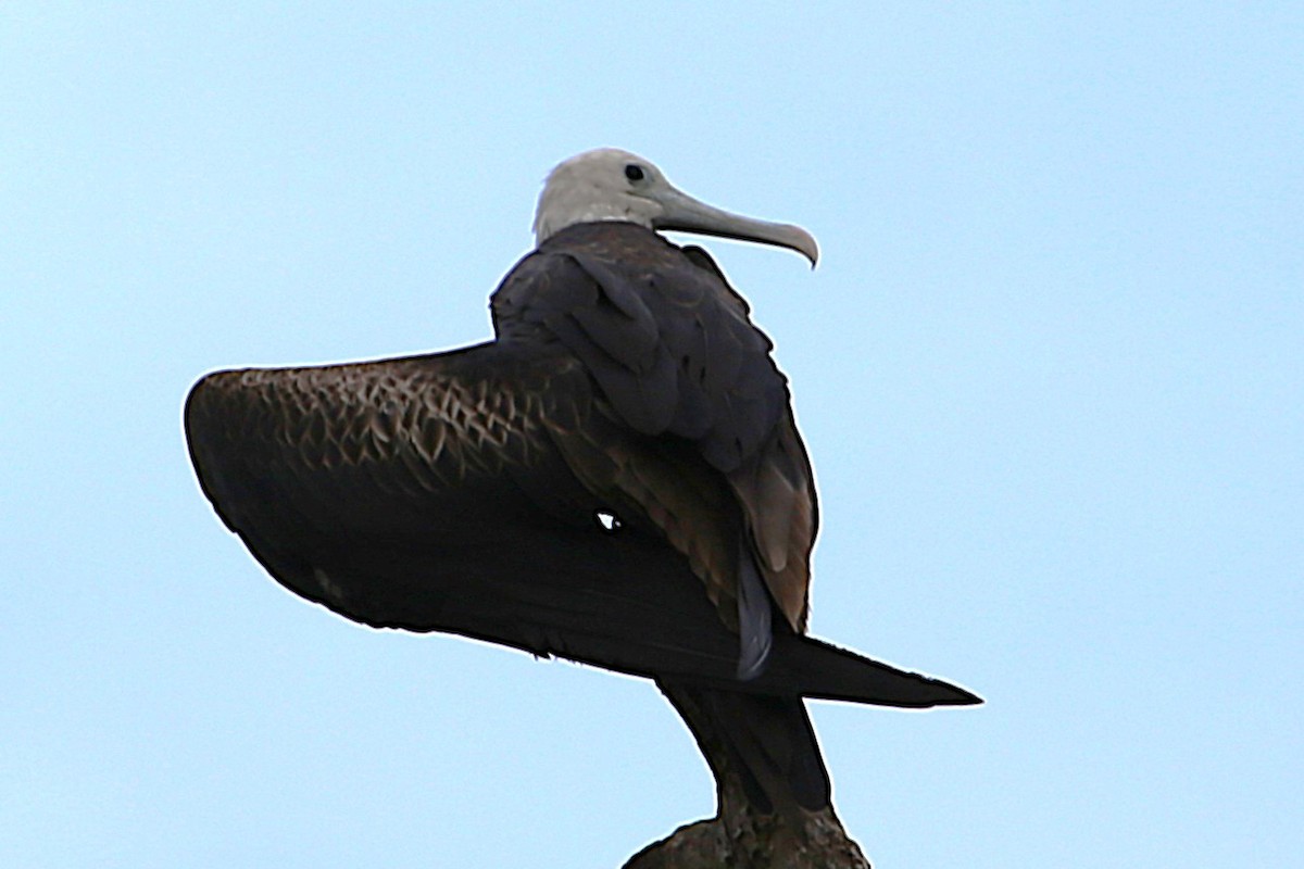 Magnificent Frigatebird - ML642868449