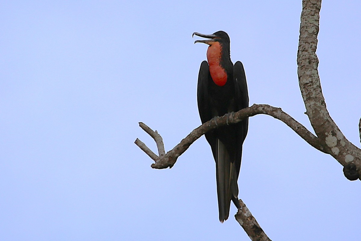 Magnificent Frigatebird - ML642868450