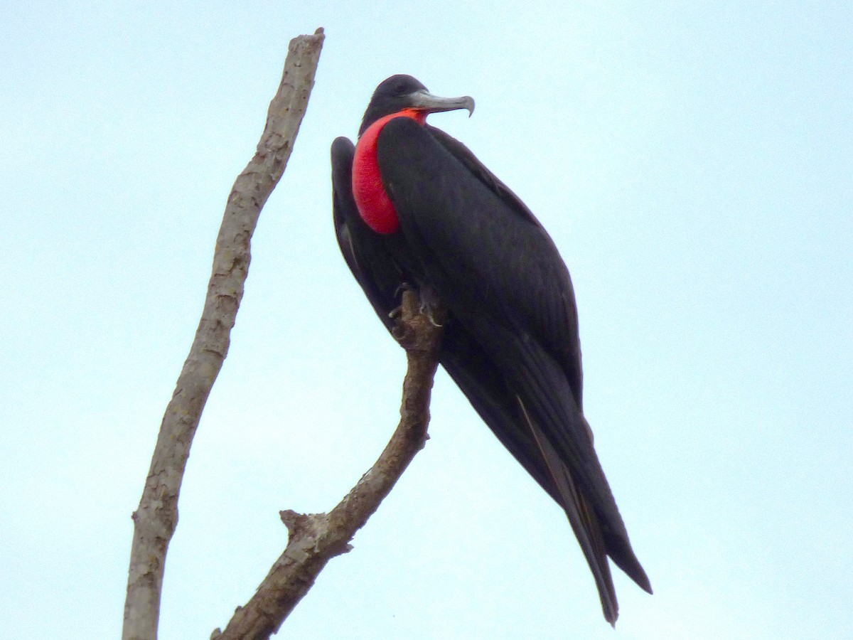 Magnificent Frigatebird - ML642868451