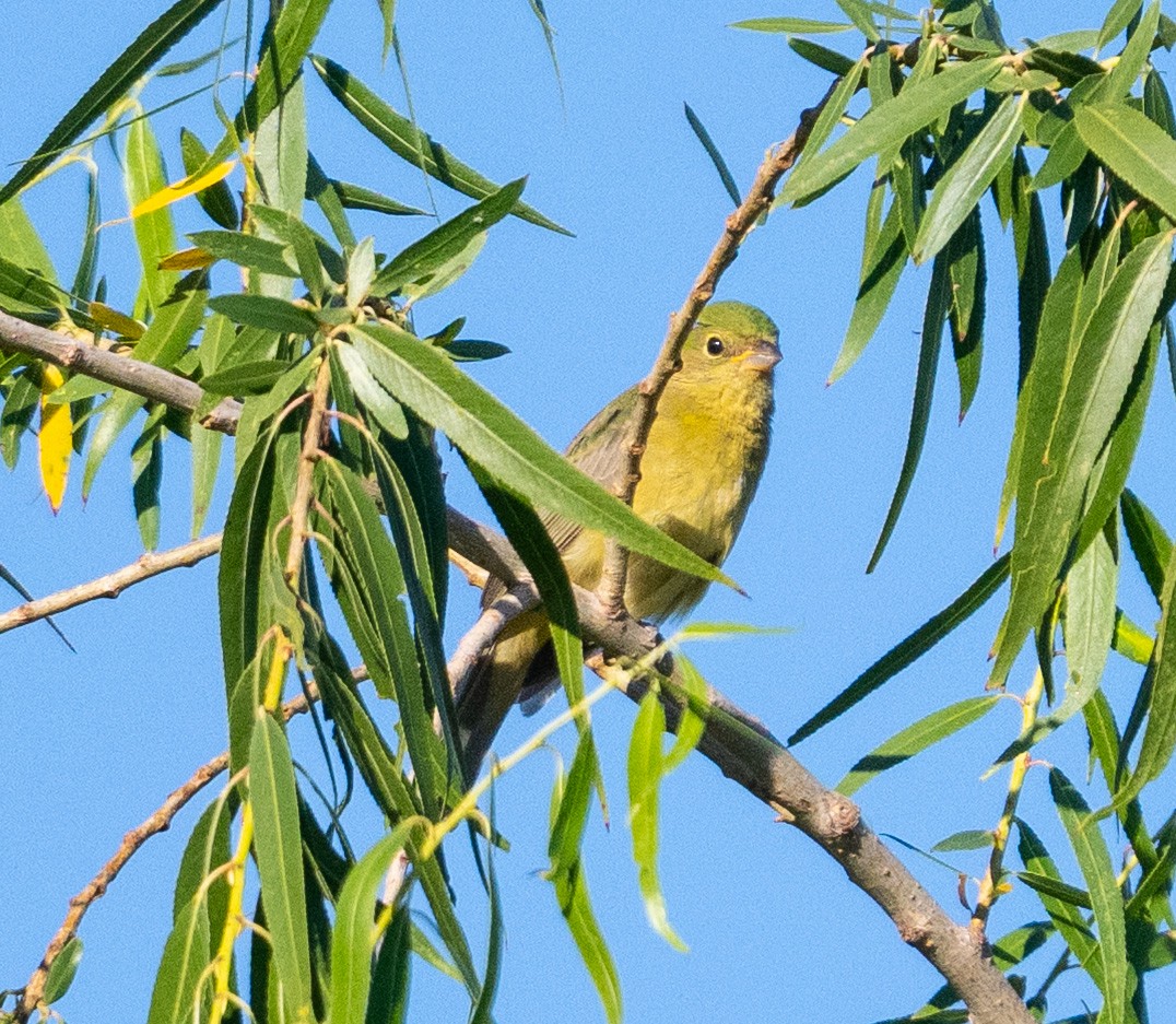 Painted Bunting - ML642868457