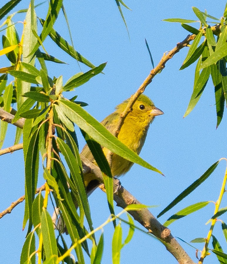 Painted Bunting - ML642868460