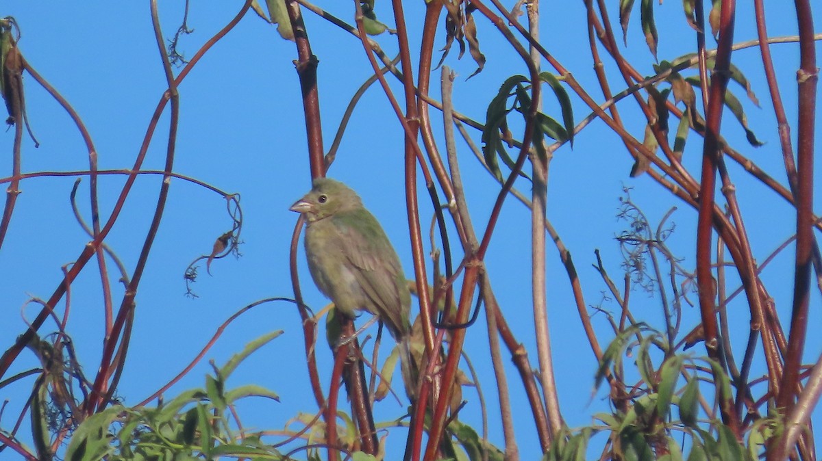 Painted Bunting - ML642868487
