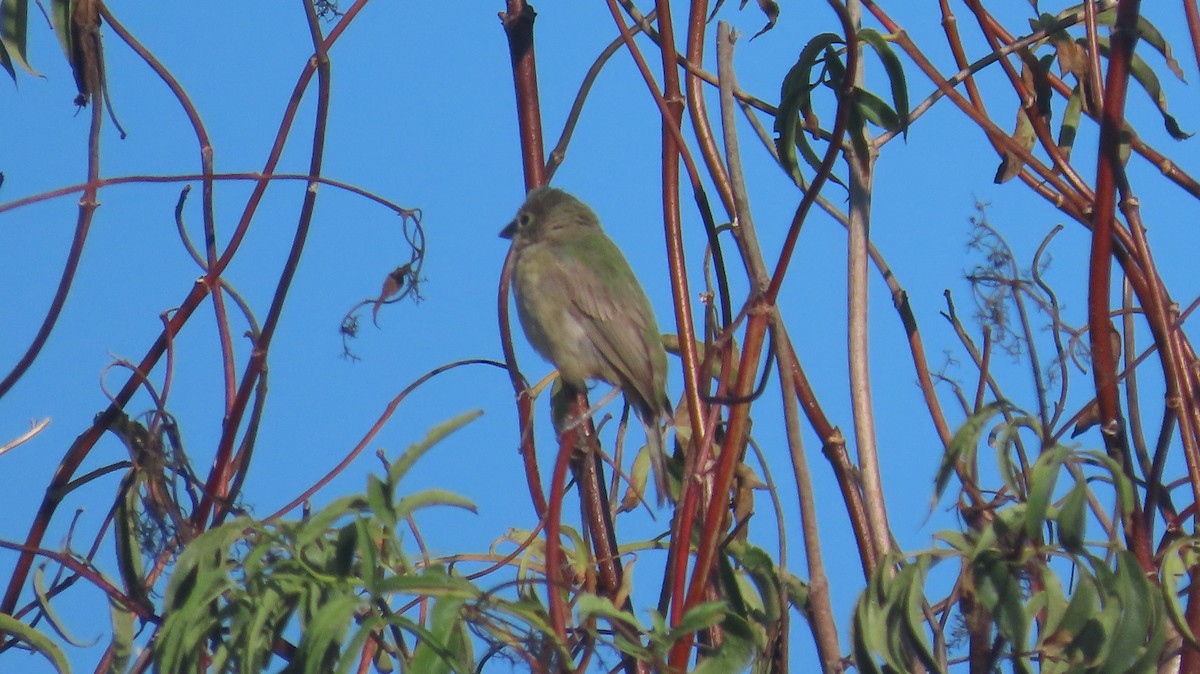 Painted Bunting - ML642868488