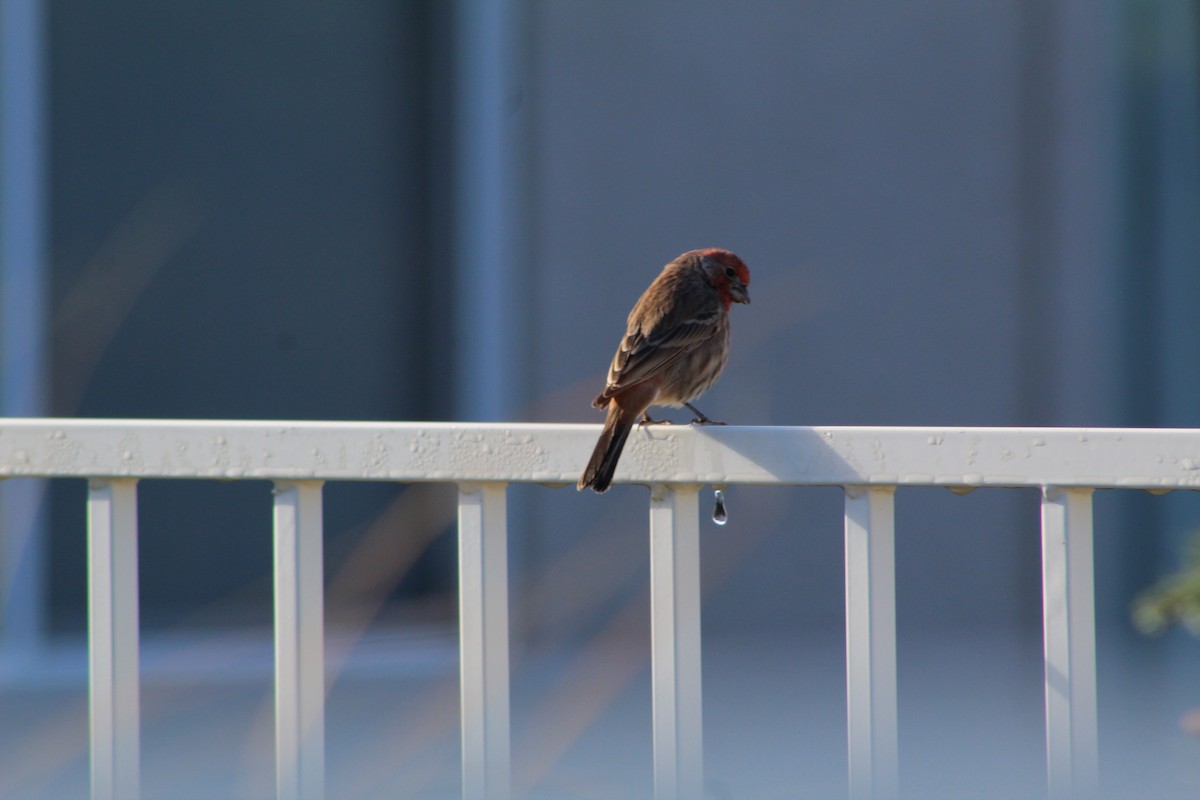 House Finch - ML642868489