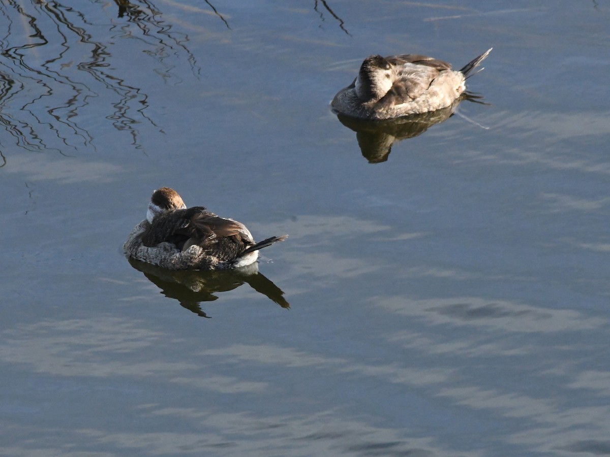 Ruddy Duck - ML642868498