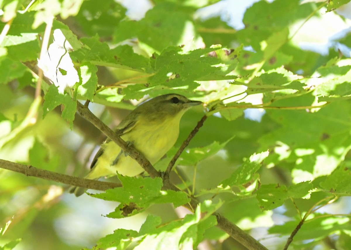 Philadelphia Vireo - ML642868511