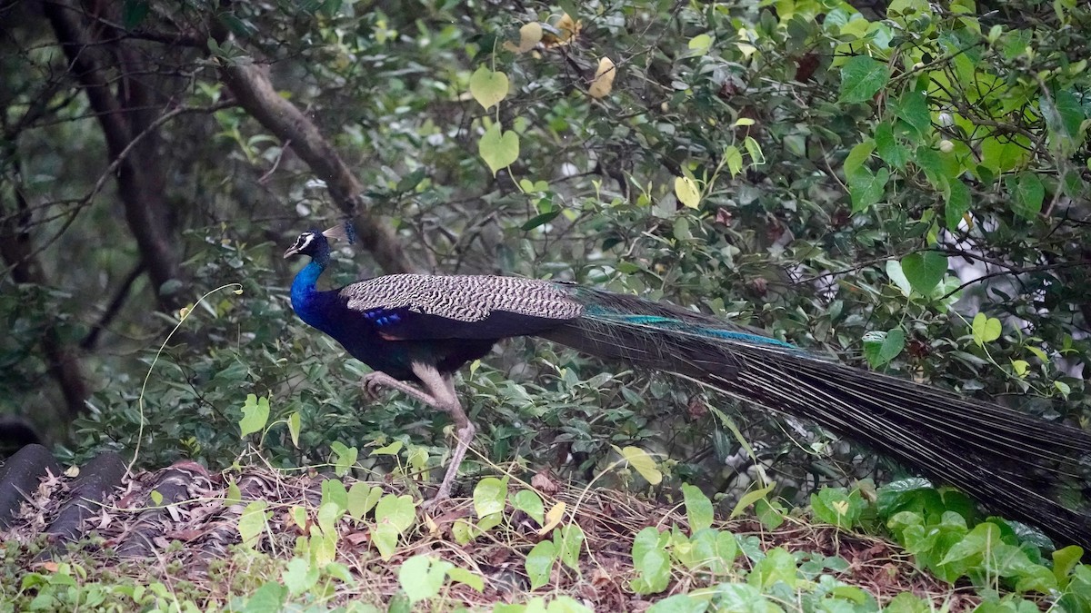 Indian Peafowl - ML642868517