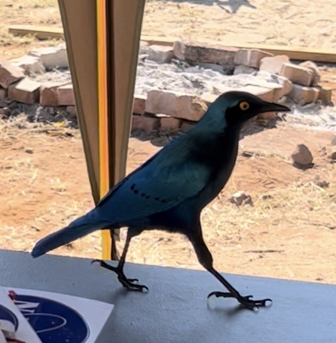 Greater Blue-eared Starling - ML642868519