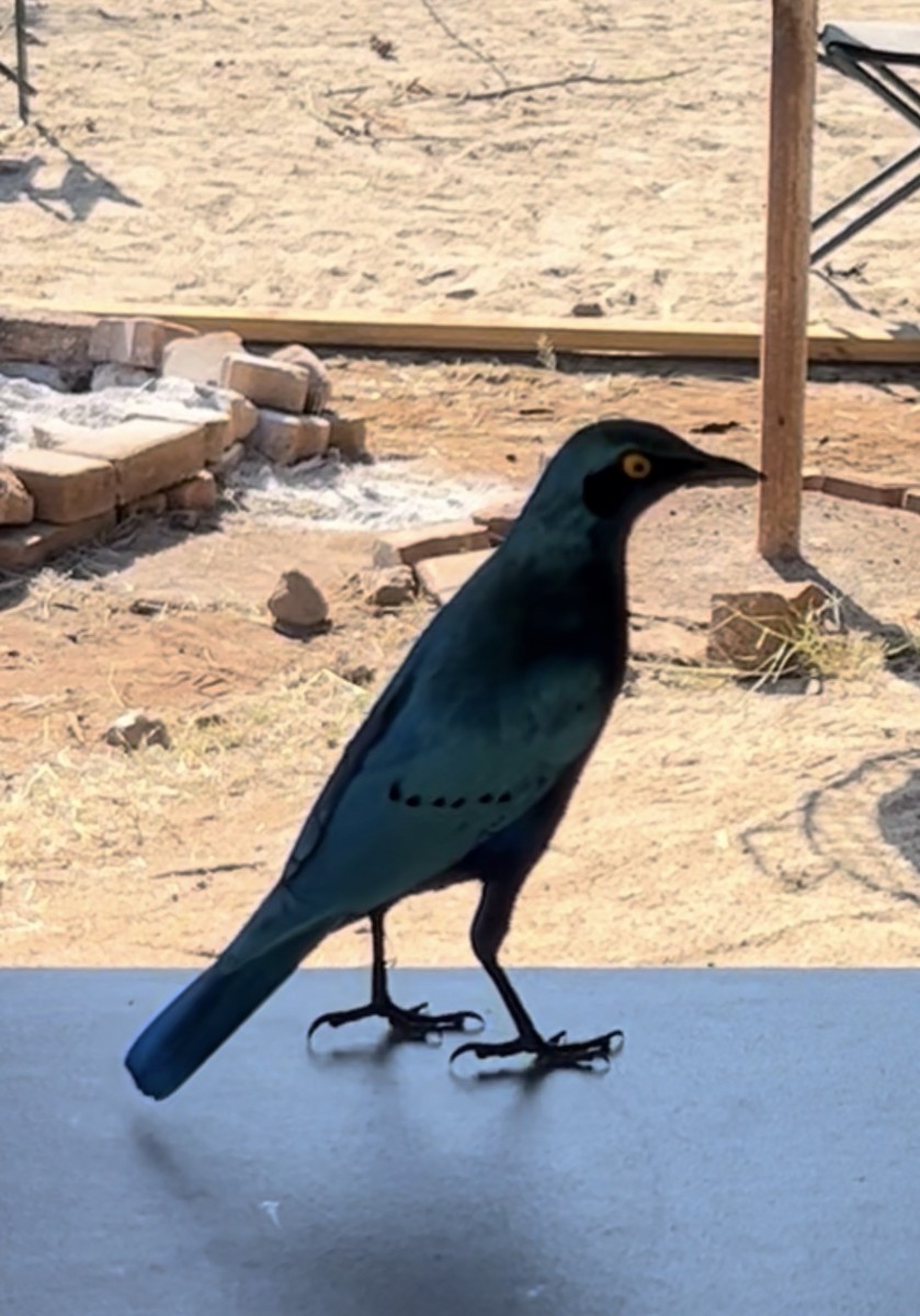 Greater Blue-eared Starling - ML642868520