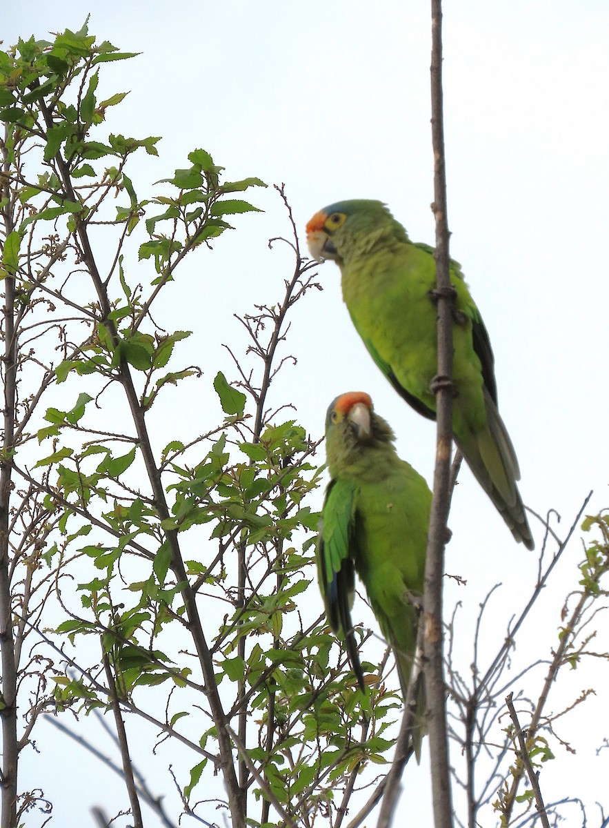 メキシコインコ - ML642868528