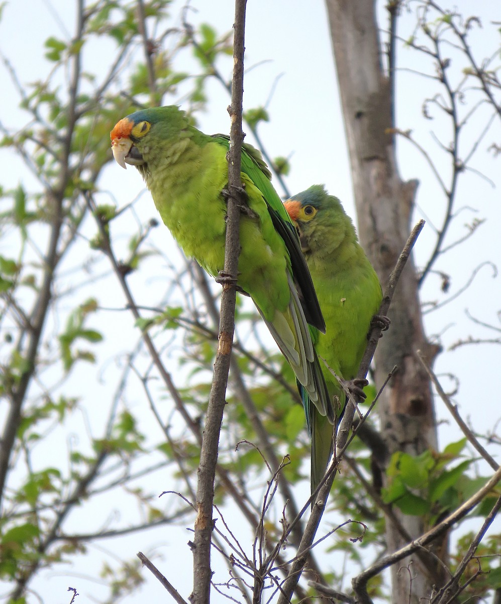メキシコインコ - ML642868529
