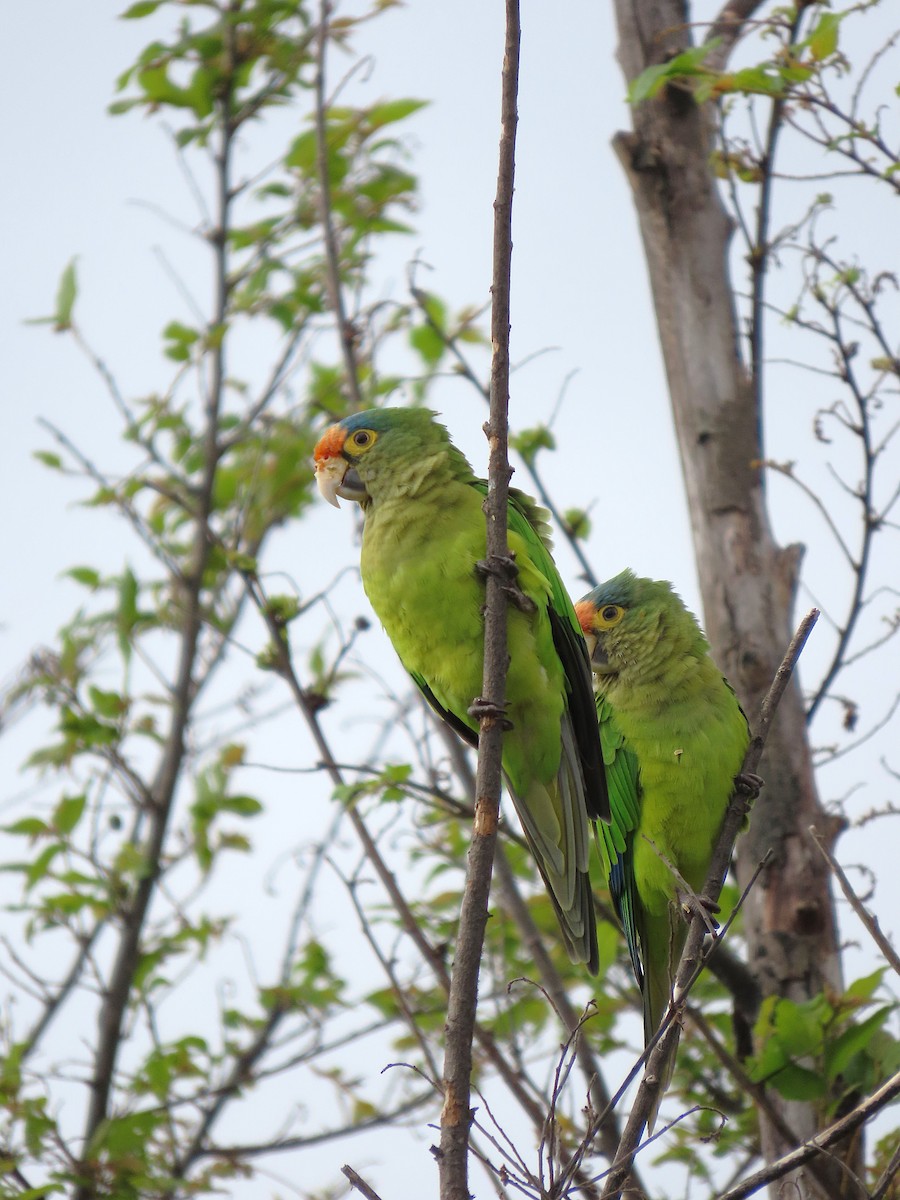 メキシコインコ - ML642868530