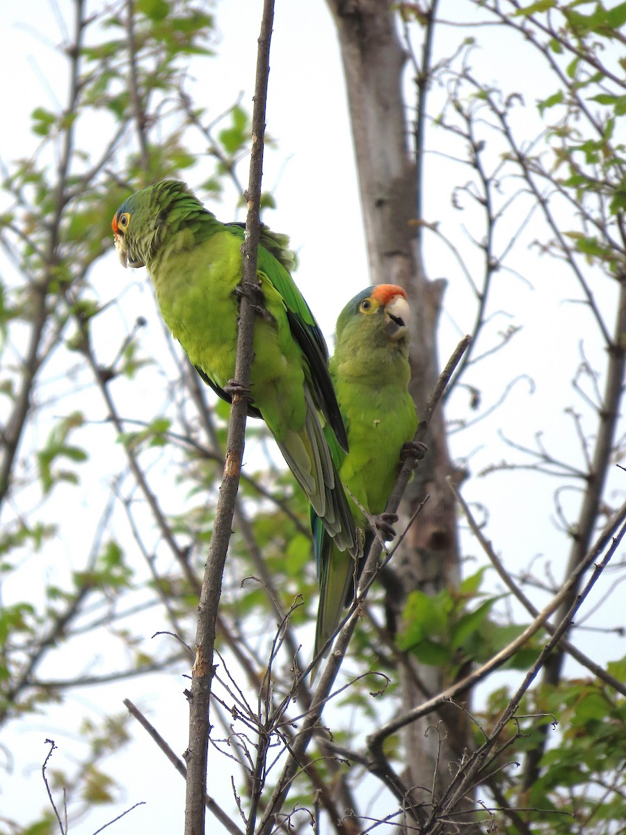 メキシコインコ - ML642868531